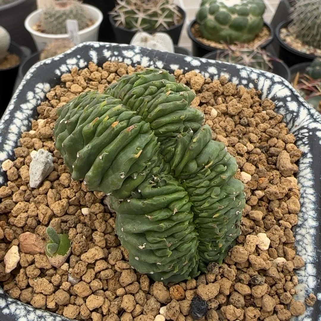 09自根魁伟玉缀化多肉5.7