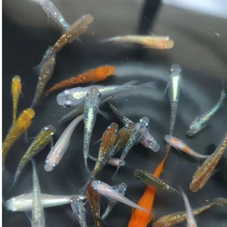 观背青鳉小型冷水观赏鱼活体无需打氧好养活