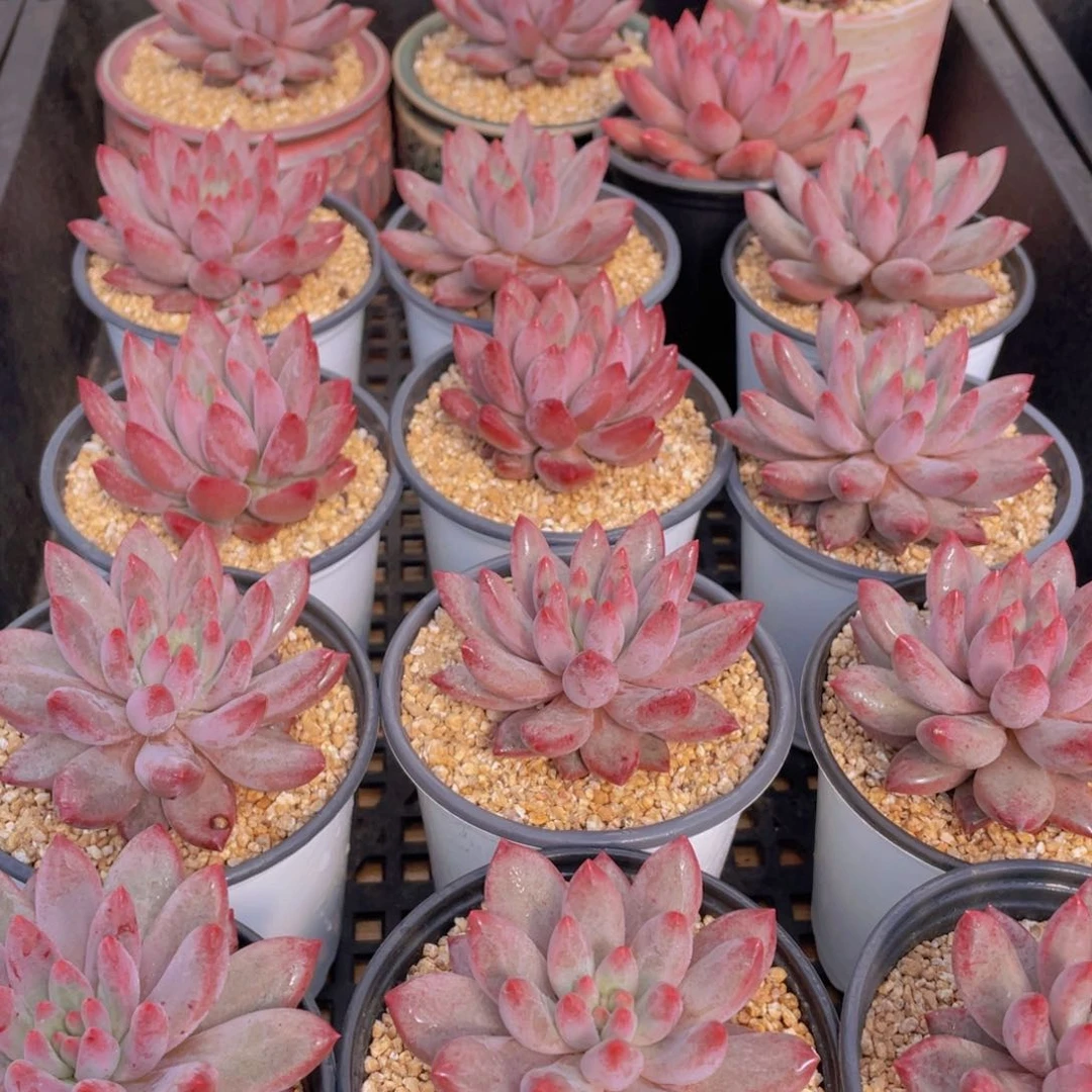 量拍28号 虞美人单头一个