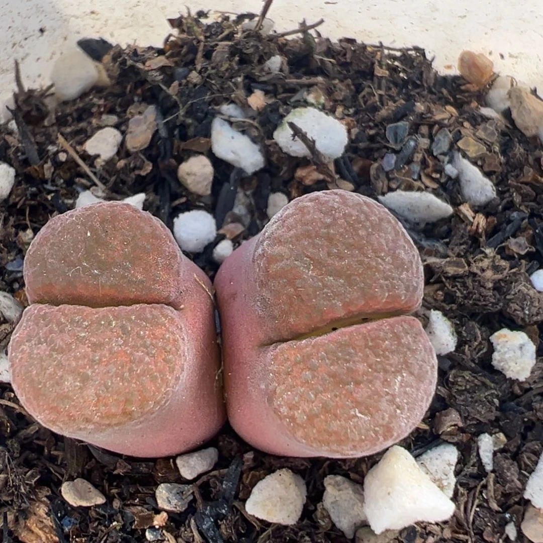 127多肉植物百科知识