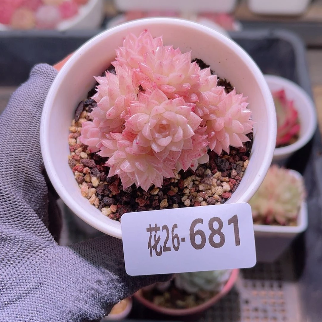 花26-681麦秆群生