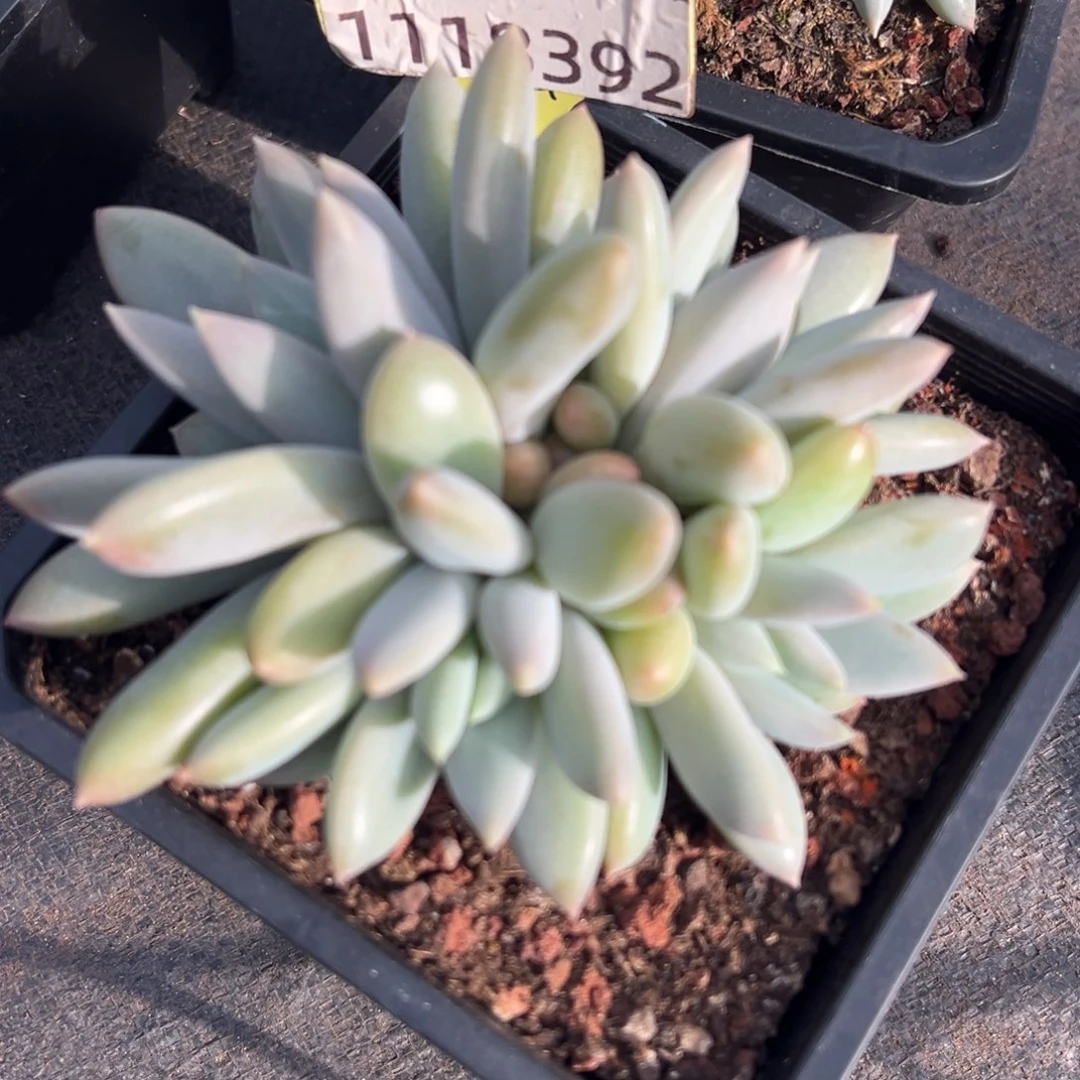 1118392 海豚体哥特群生