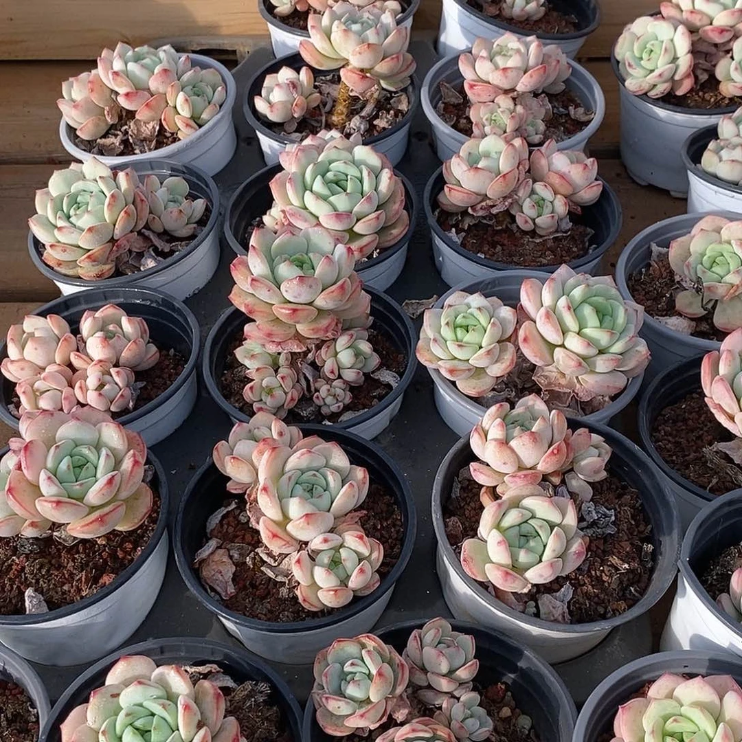 金汇园艺，151香草双头