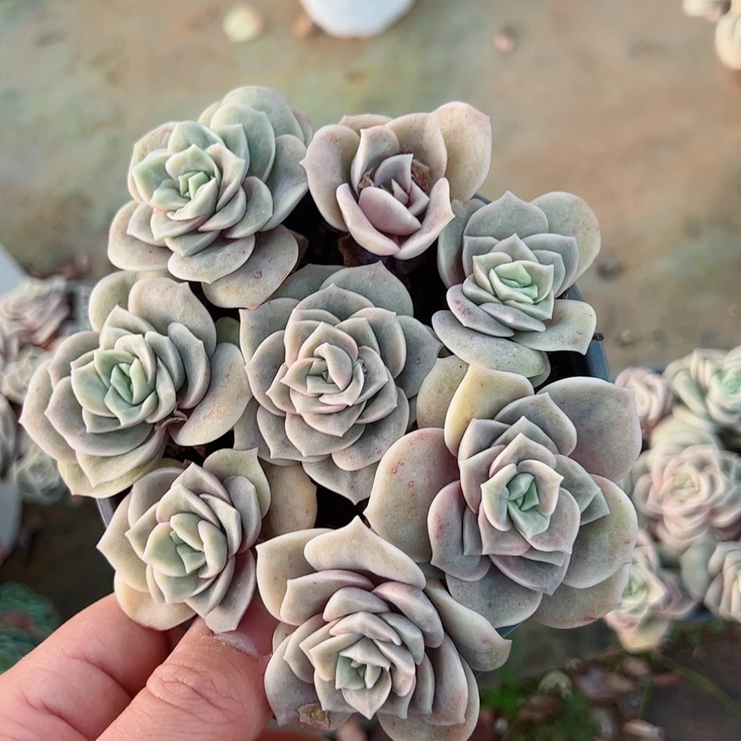 可爱玫瑰七头起散装带盆土