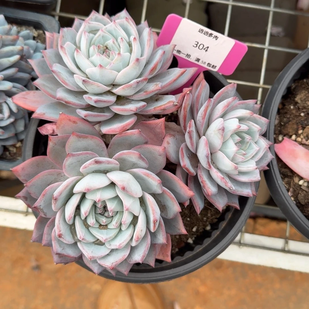 304粉蓝鸟肉肉肉肉肉肉肉