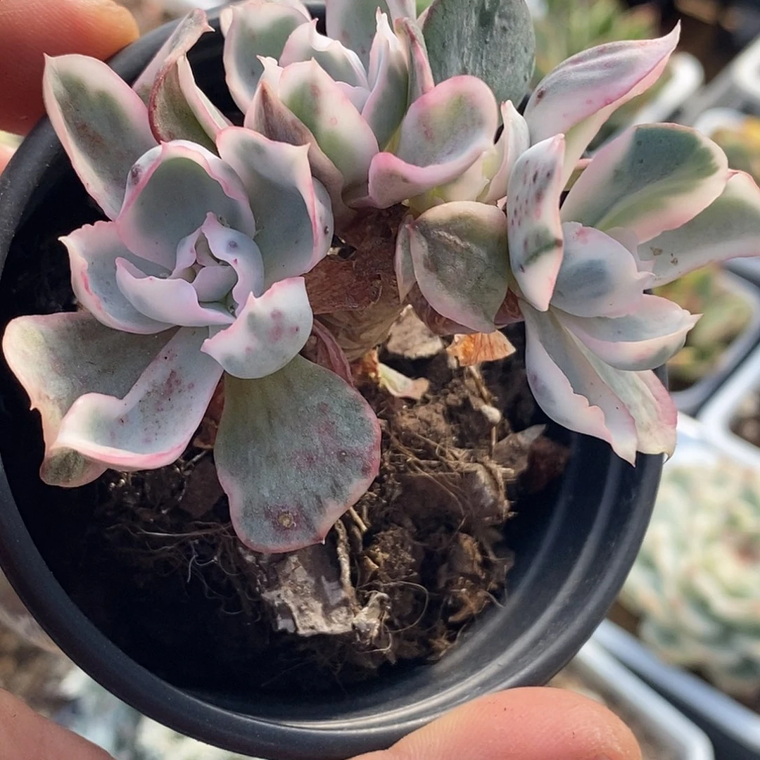 栀****7伯克利锦 小方花圃一物一拍