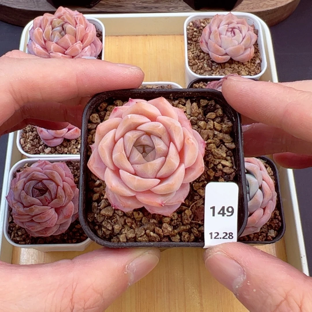 好好看149、哈哈哈哈