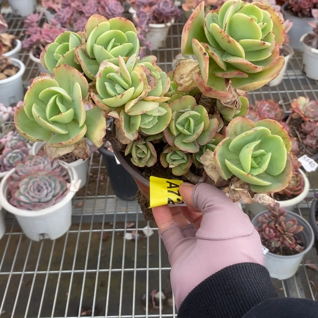 729碧桃老桩一物一拍