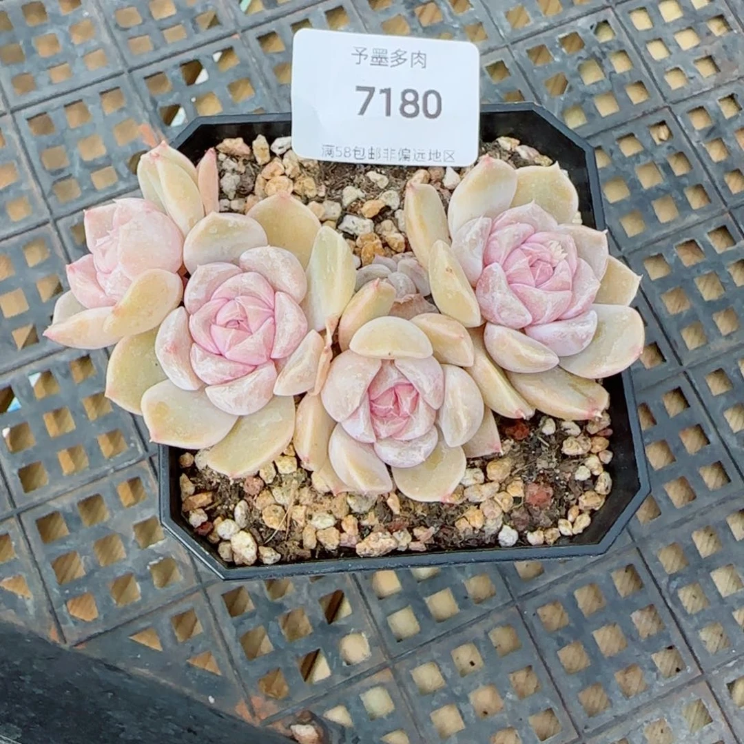 汉堡无砍，7180多肉植物