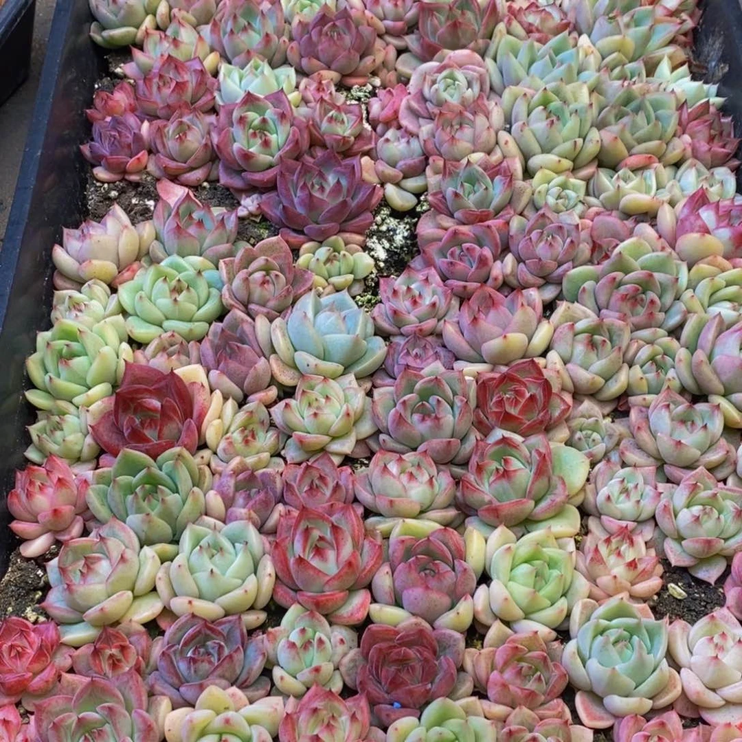 春*729多人在一起的时候我