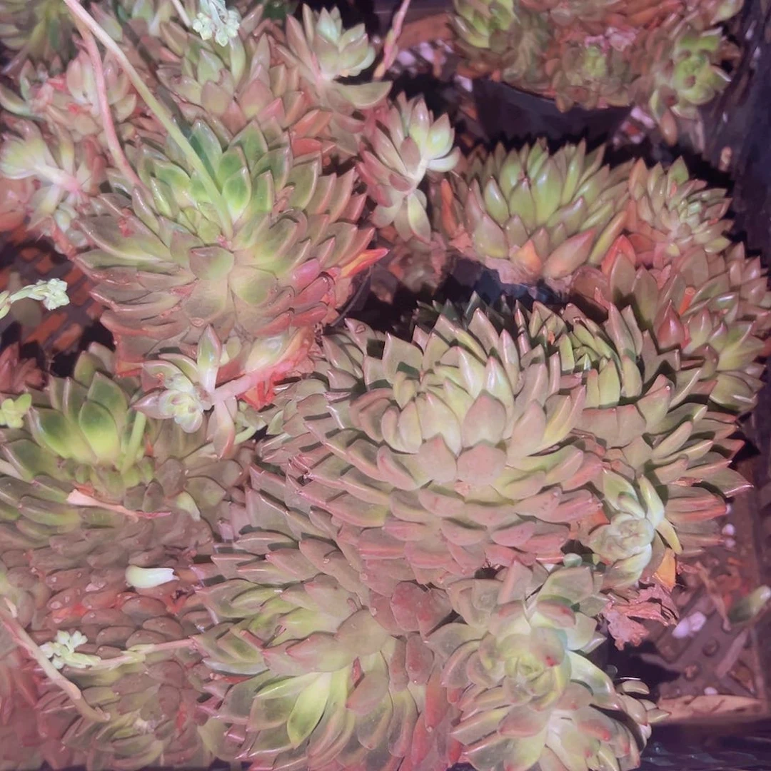 红酒9.99三盆包邮