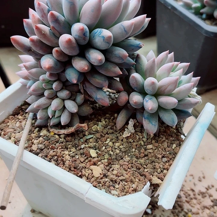 所罗门一物一拍88号