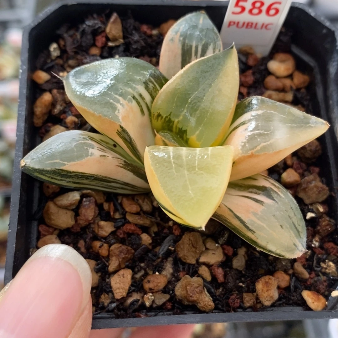 586龙喜锦一物一拍