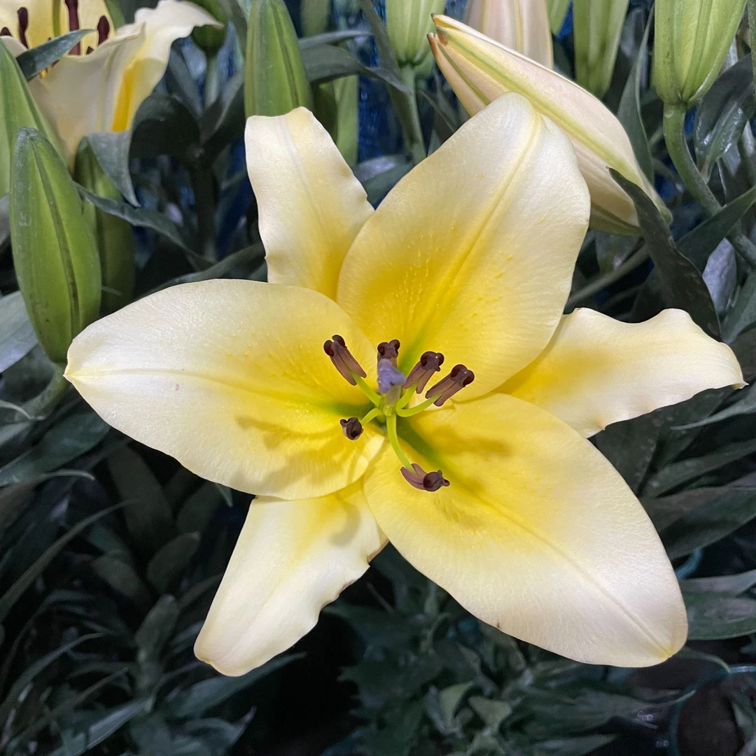 15个花苞起黄天霸（黄的）香水百合花盆栽苗带花苞水培室内客厅办公室阳台花卉盆栽年宵花