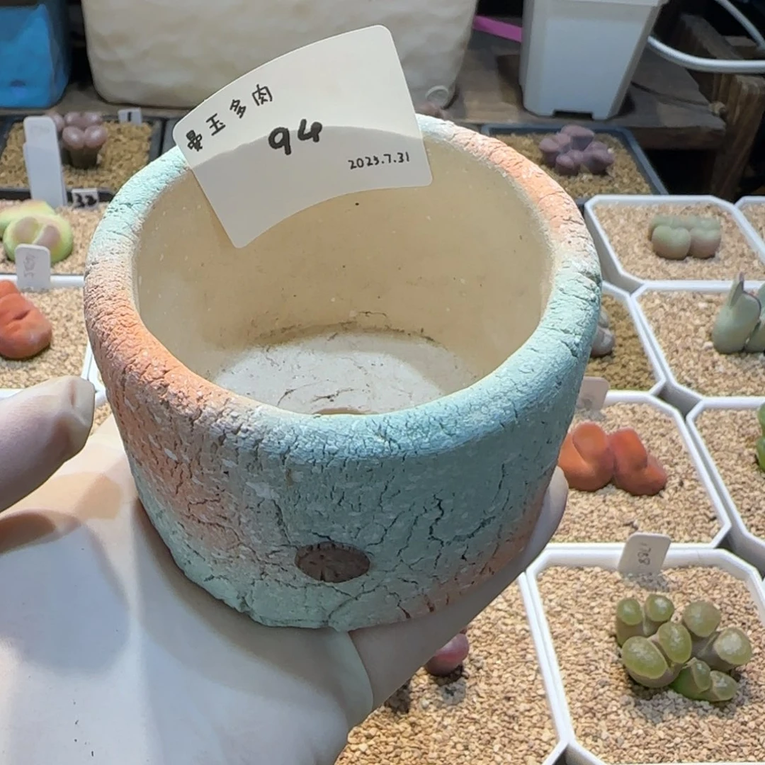 丁***加多肉多肉多肉7.31-094