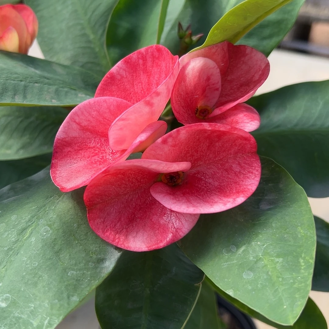 无名泰国大花虎刺梅