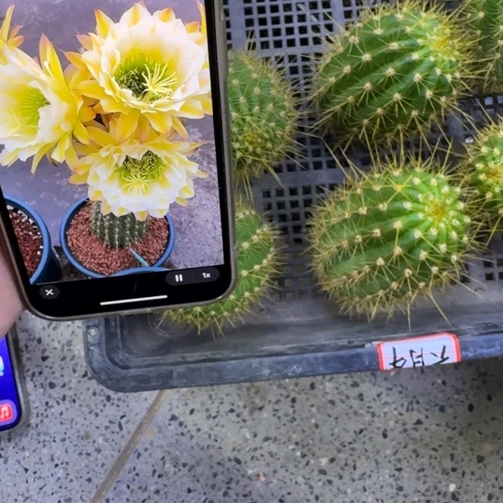 336毛花柱六月五歪无根侧牙5公分左右，20包邮