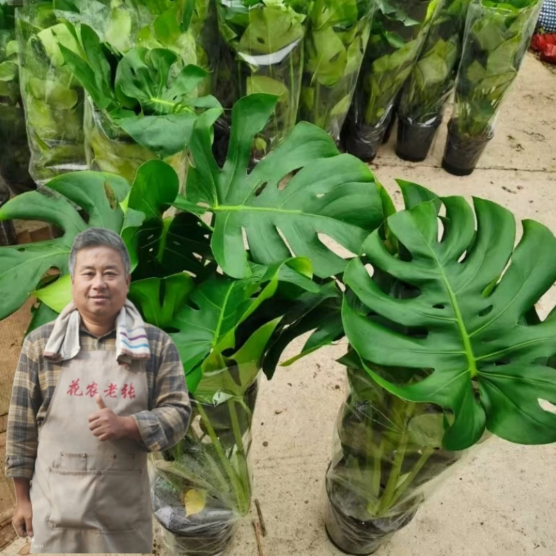 【花农老张】（原土原盆）长寿龟背竹观叶植物室内客厅办公室盆栽