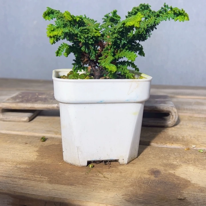 骑***海无花朵       石化桧