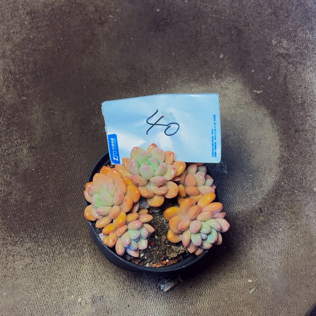 打***死40号一物一拍脱土包邮