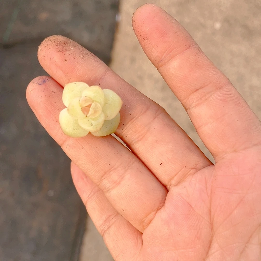 蓝*脂玉珍妮中苗一个满25包邮