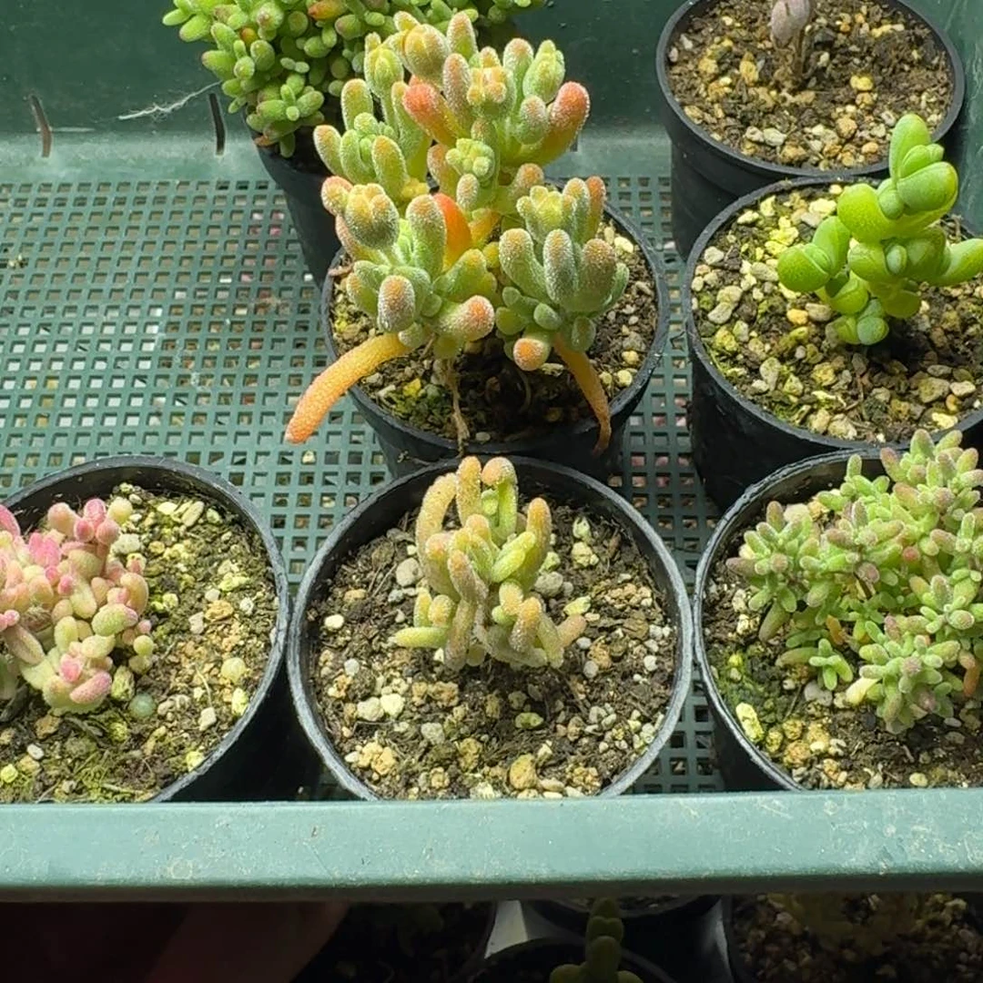 阿***芊多肉植物枝干番杏