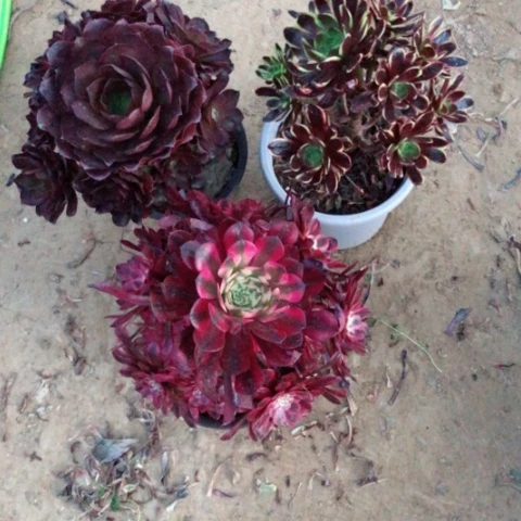 多肉法师三颗清棚价