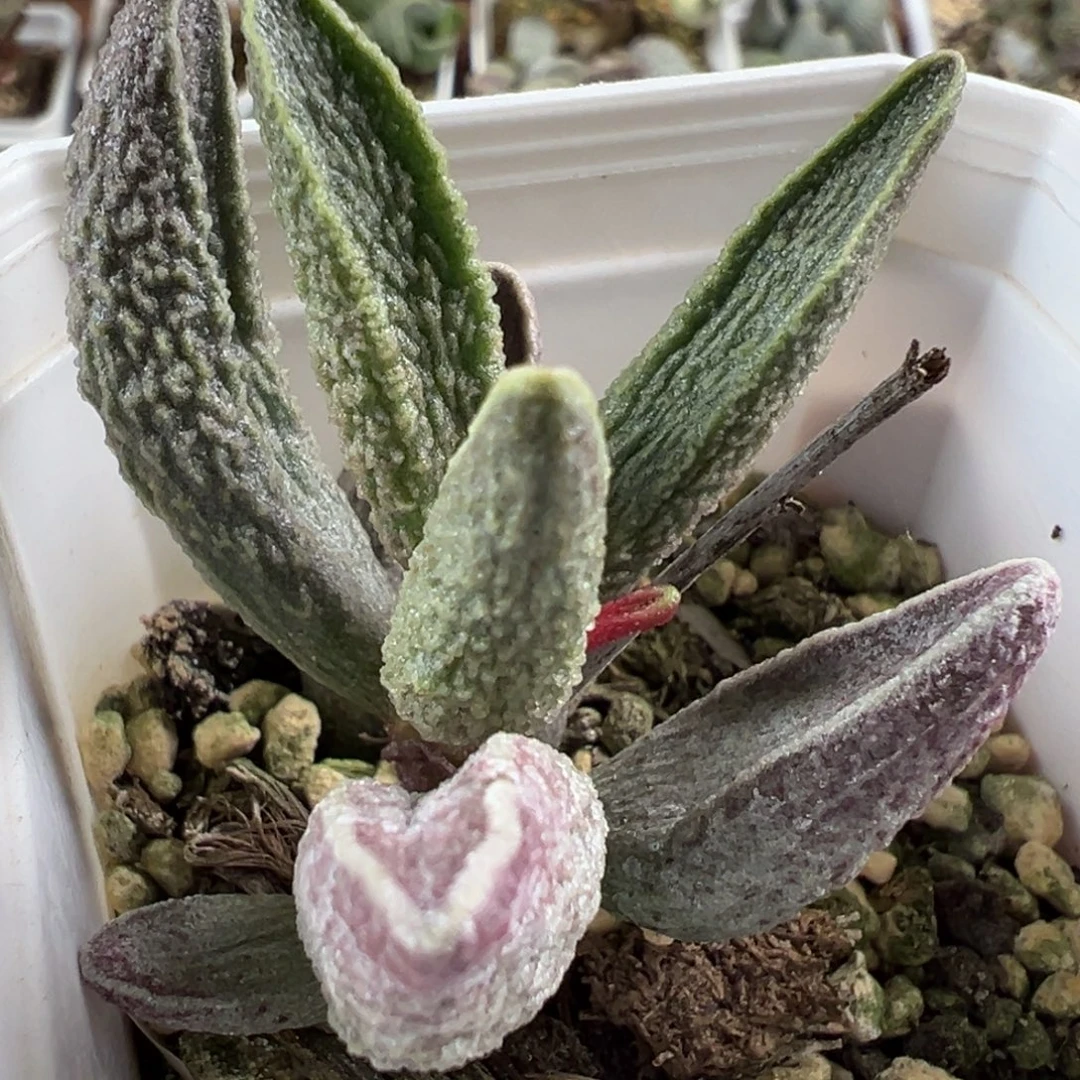 八爪鱼造型新品桩子多肉植物水泡