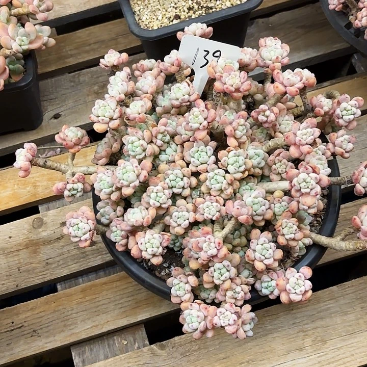 多肉植物，罗骑139号