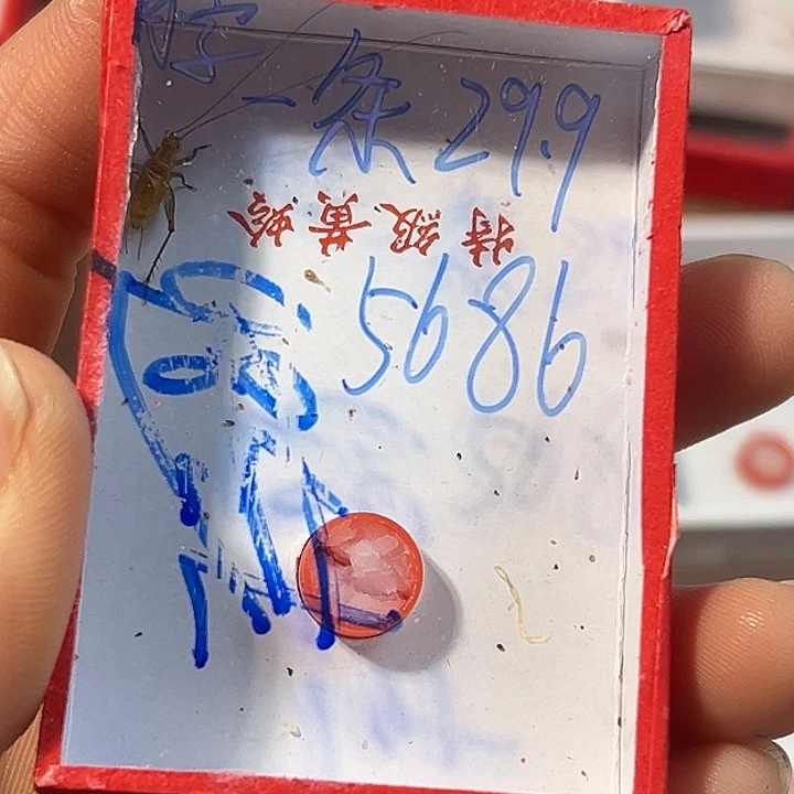 脖***长蟋蟀蝈蝈我在外面吃饭呢