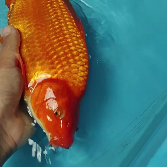 锦鲤火鲤32公分顺丰到付不包邮