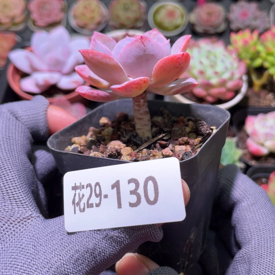 花利美29-130新品