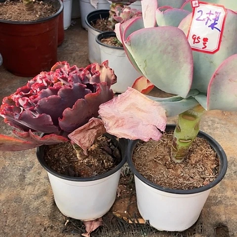 你****沙95 号包菜系列 2 棵