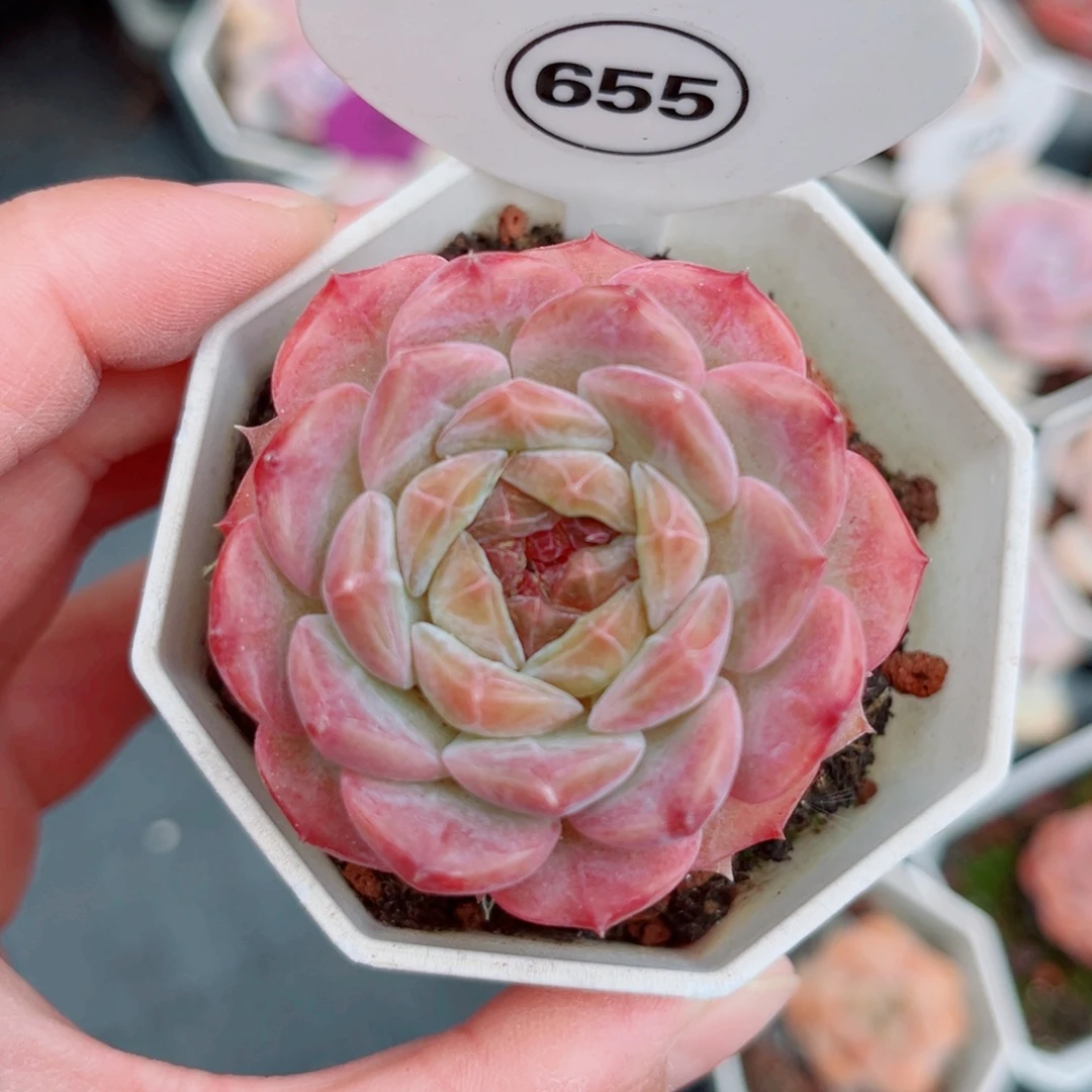 655号小老桩糖心单头