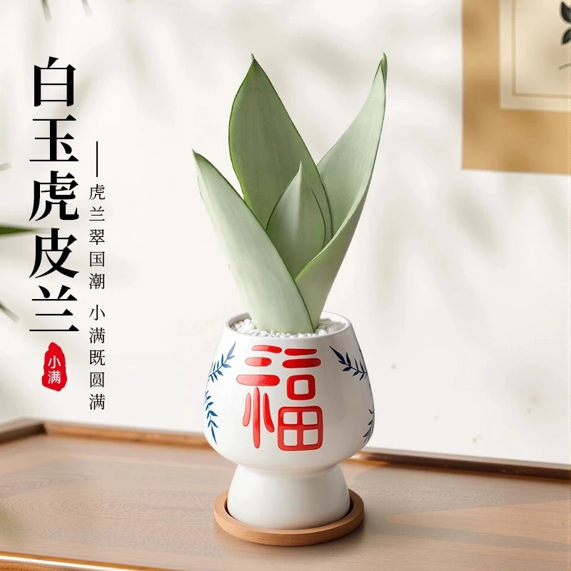 白玉虎皮兰盆栽办公室内桌面小绿植净化空气工位植物懒人好养四季