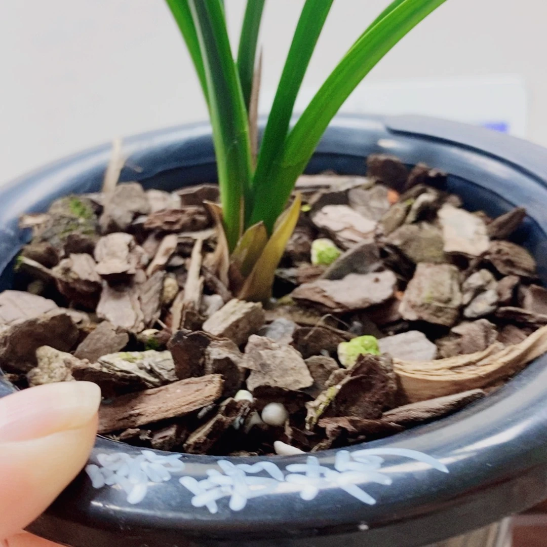 寒***翁当前无花栽培后可以开花