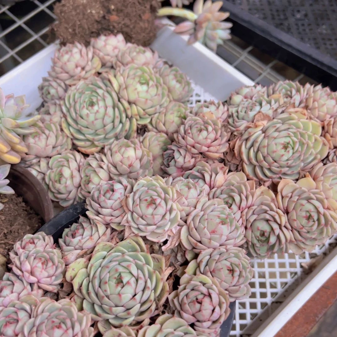 笨巴迪斯手捧整桩