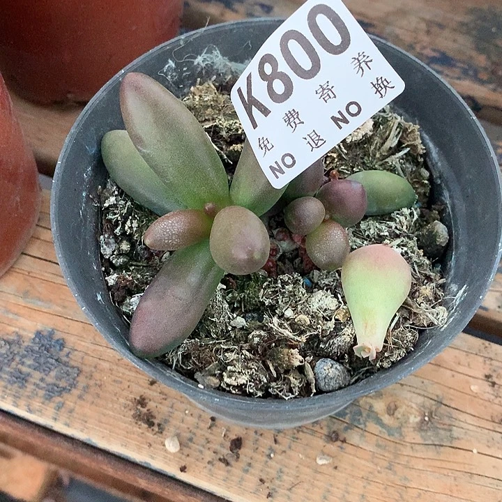 小***，椰子树杂芒果奶 璐璐多肉
