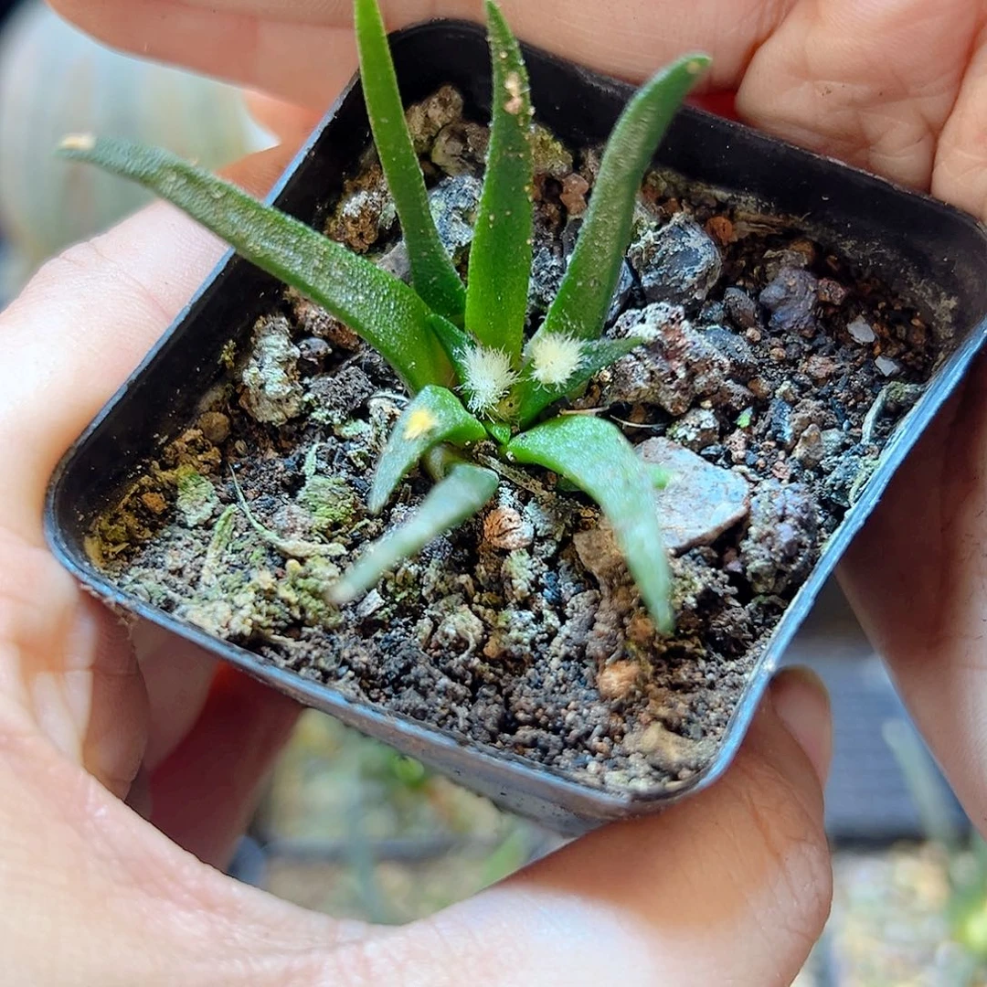 实生龙舌兰牡丹3.5公分