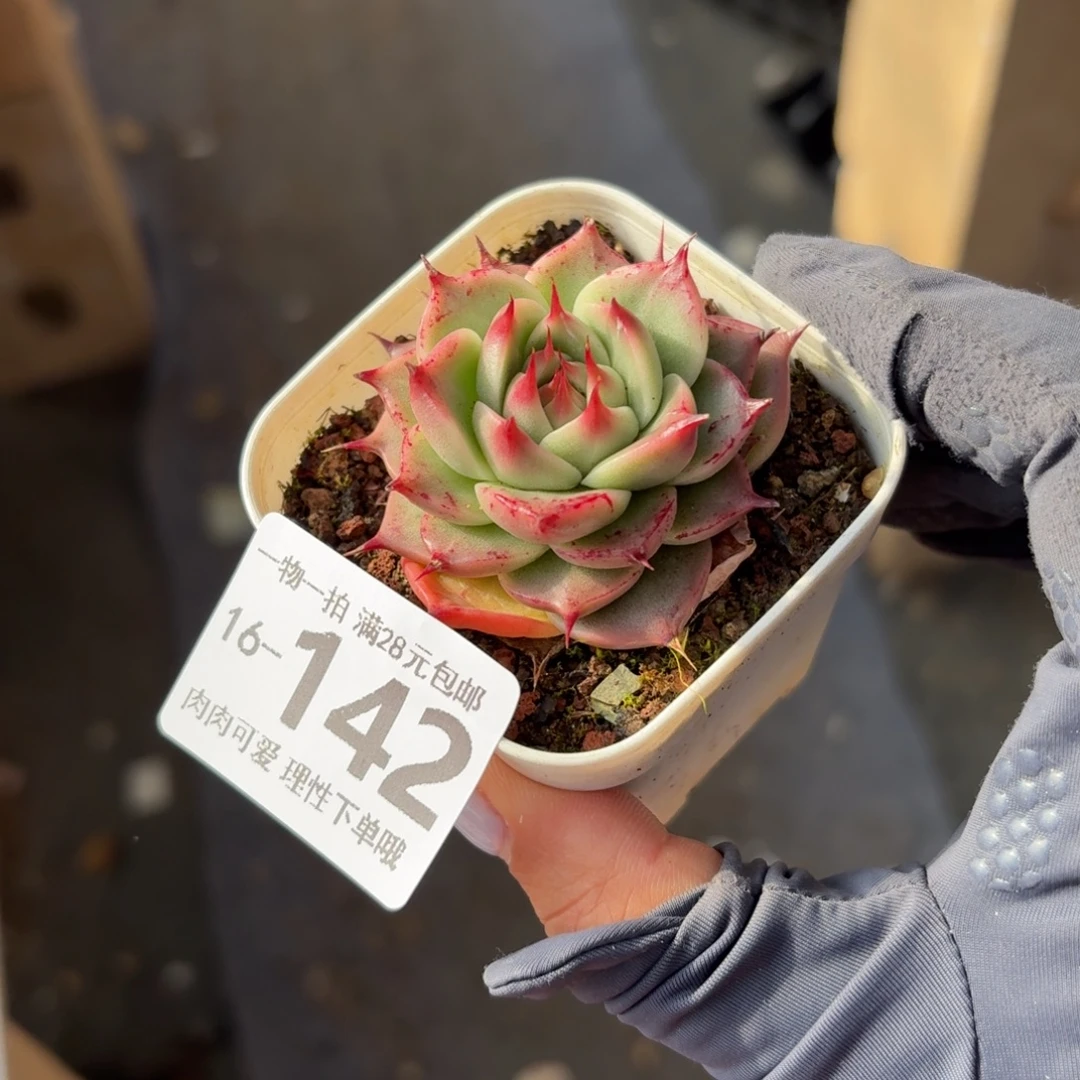 托斯卡无盆土发货无盆