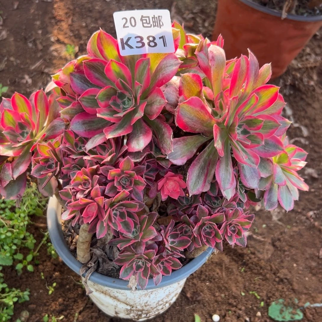 简***）381女郎母本，满20包邮嘟叮熊