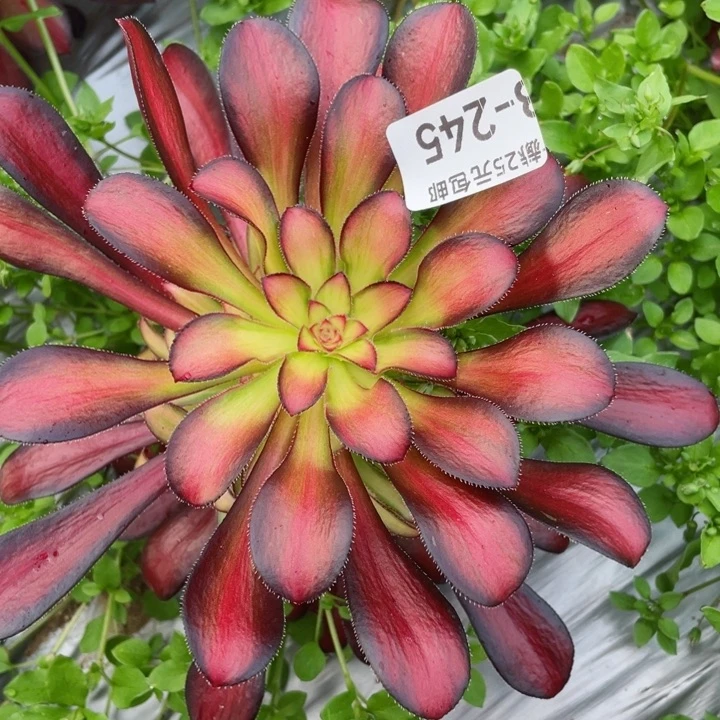 245魅力多肉12345678