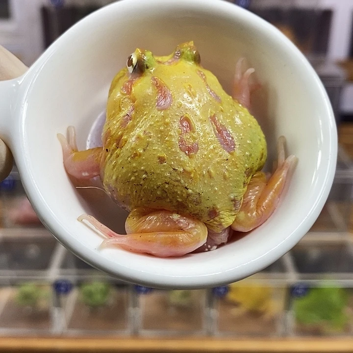 角蛙241号变异角蛙