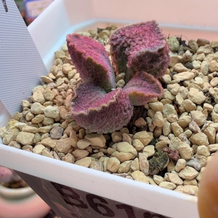 富****佬水蜜桃的味道真的很好闻