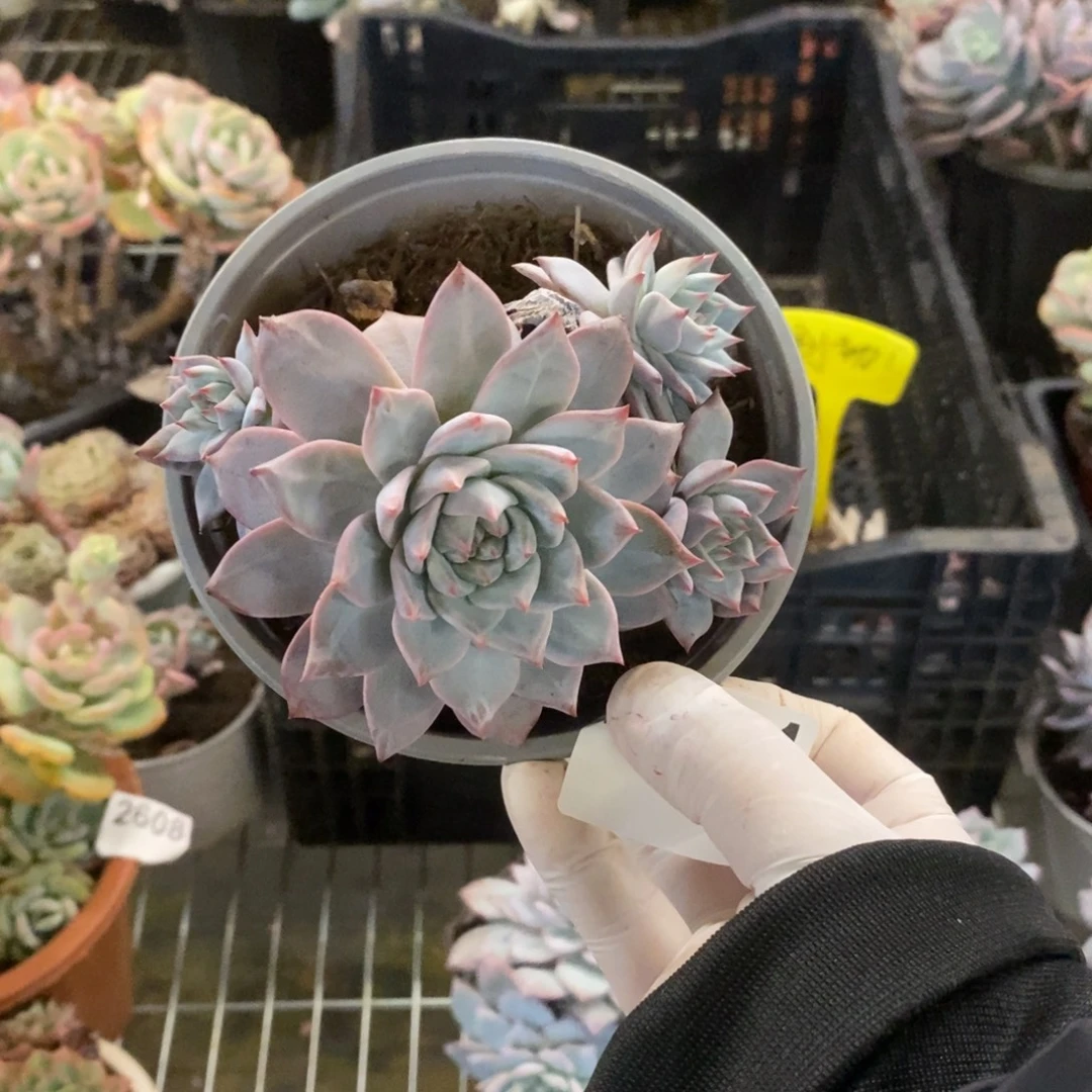 星***L4061粉蓝鸟一物一拍