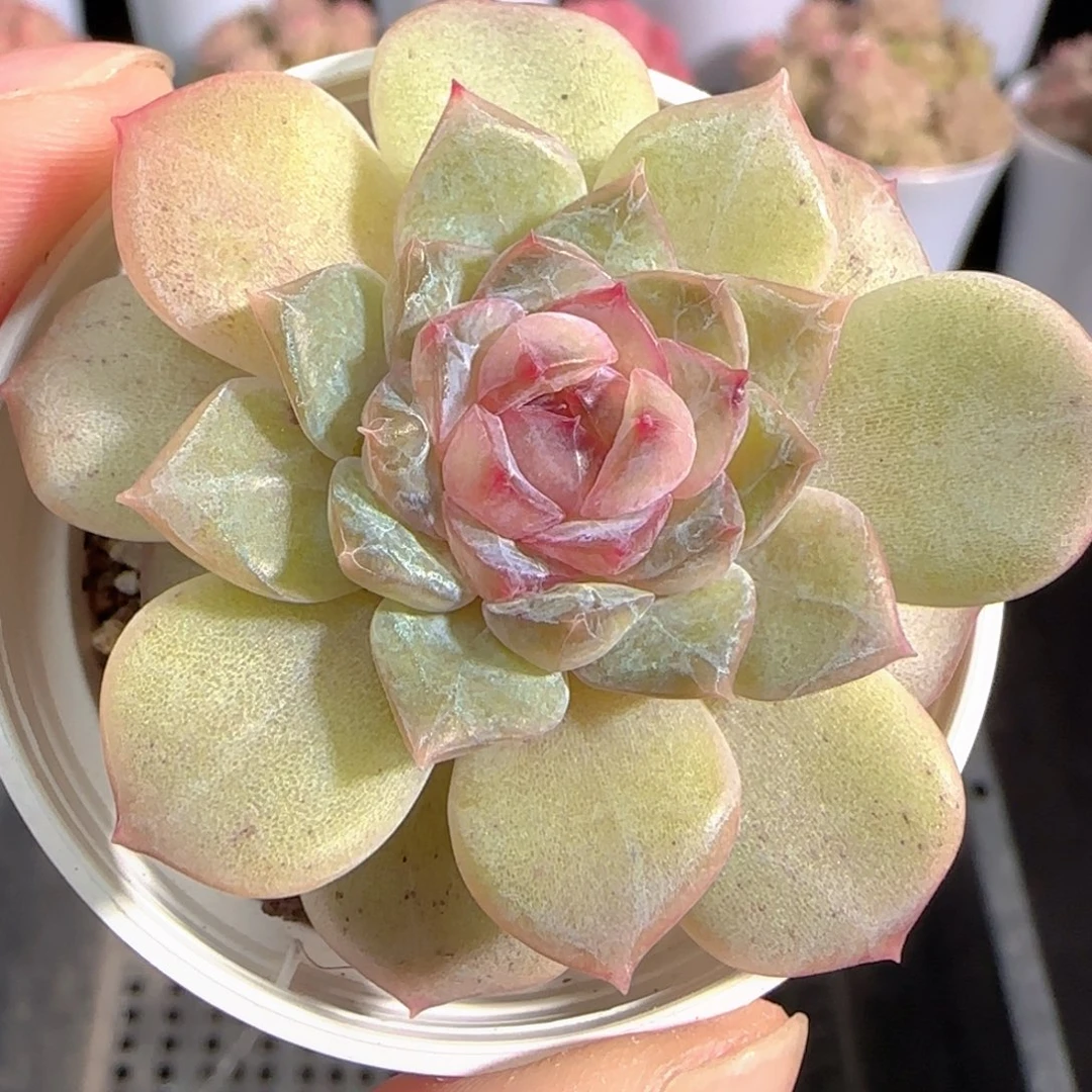 多肉0103-34糖心糖心