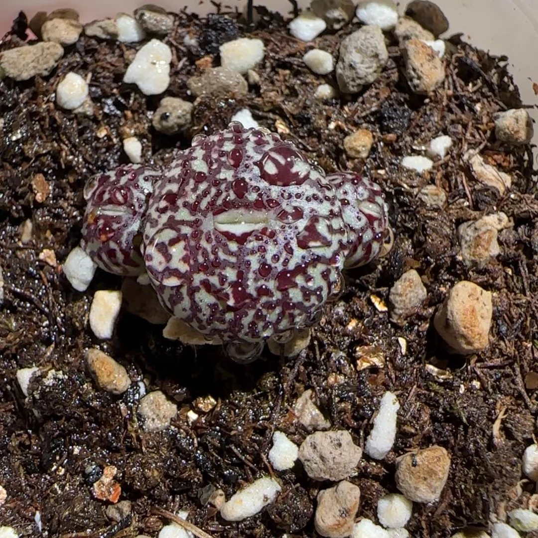 肉锥多肉植物组合-墨887