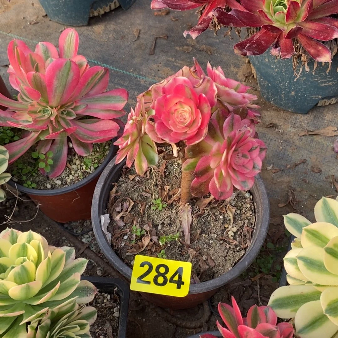 万**悠青城多肉法师284有砍