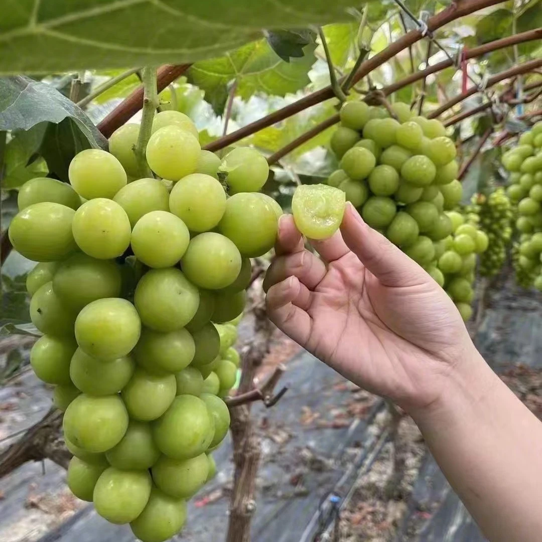 晴王整串大概800g左右河北省