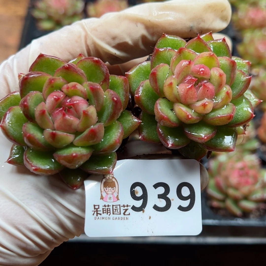 @****۶多肉植物多肉植物